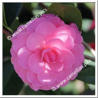 Camellia Hybride 'Adorable'