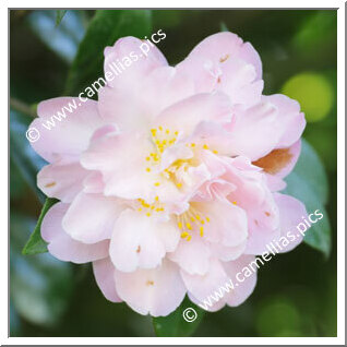 Camellia Hybrid 'Annette Carol'