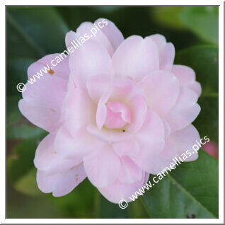 Camellia Hybrid 'Annette Carol'