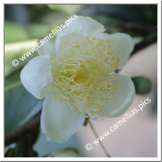 Camellia Botanique C. sinensis var. assamica