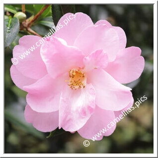 Camellia Hybrid C.x williamsii 'Barbara Anne'