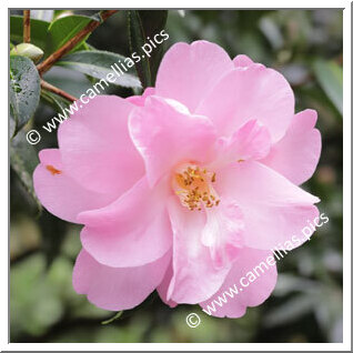 Camellia Hybrid C.x williamsii 'Barbara Anne'