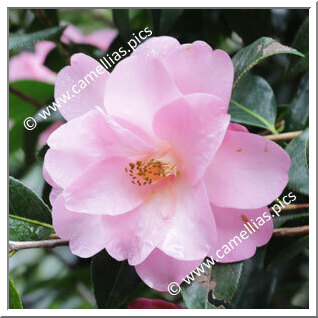 Camellia Hybrid C.x williamsii 'Barbara Anne'