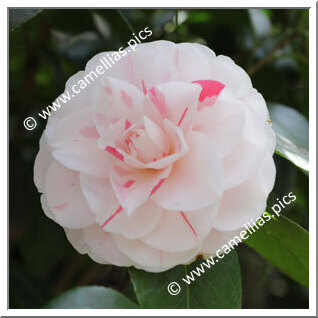 Camellia Japonica 'Bella Portuense'