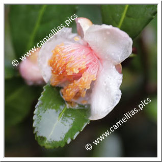 Camellia Botanique C. sinensis 'Benibena-cha'