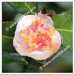 Camellia Botanique C. sinensis 'Benibena-cha'