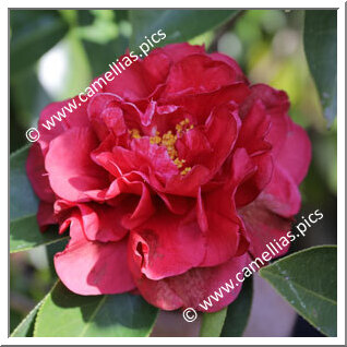 Camellia Hybrid C.reticulata 'Bill LaRose'
