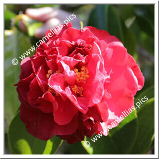 Camellia Hybrid C.reticulata 'Bill LaRose'