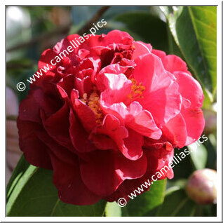 Camellia Hybrid C.reticulata 'Bill LaRose'