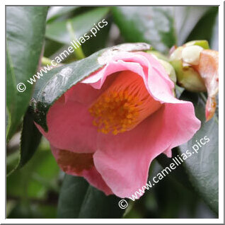 Camellia Hybrid 'Brianna Bines'