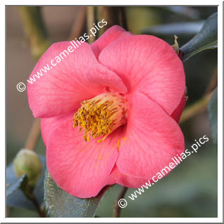 Camellia Hybrid 'Bright Eyes'