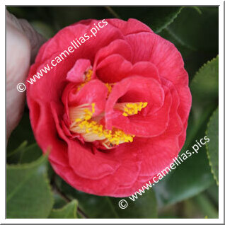 Camellia Hybrid C.reticulata  'Byram Seedling '