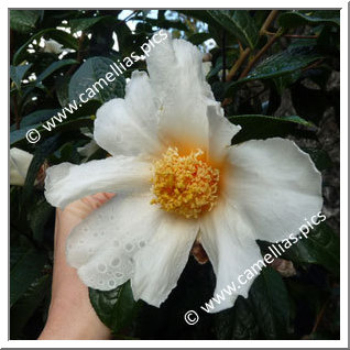 Camellia Species C. granthamiana