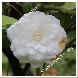 Camellia Japonica 'Campari White'