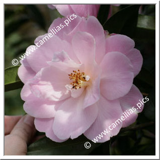 Camellia Hybrid C.x williamsii 'Charles Colbert'