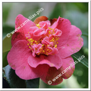 Camellia Hybrid 'Charlotte Victoria'