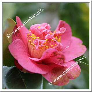 Camellia Hybrid 'Charlotte Victoria'