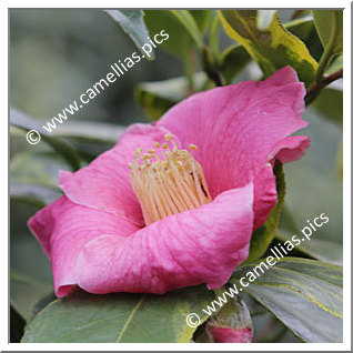 Camellia Species C. sinensis 'Chinensis Variegata'