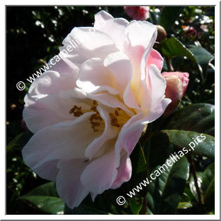 Camellia Hybride C.reticulata 'Chrissie's Retic'
