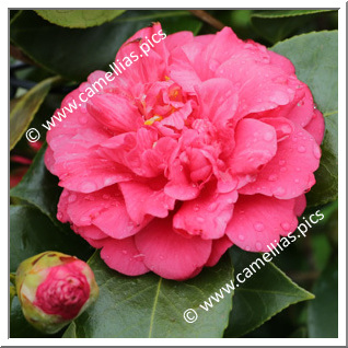 Camellia Japonica 'Confetti Red'