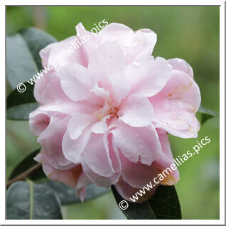 Camellia Hybrid C.reticulata 'Congratulations'