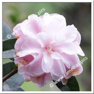 Camellia Hybrid C.reticulata 'Congratulations'