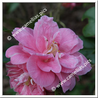 Camellia Japonica 'Coral Pink Lotus'