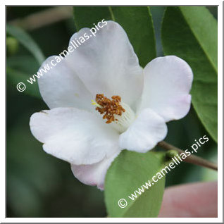 Camellia Hybride 'Cornish Snow'