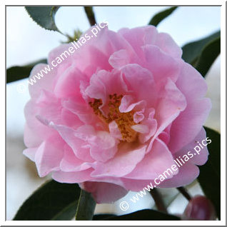 Camellia Hybride C.x williamsii 'Crinkles'
