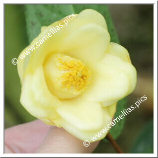 Camellia Species C. cucphuongensis