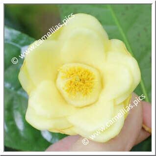 Camellia Species C. cucphuongensis