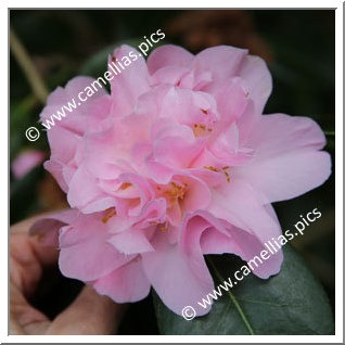 Camellia Hybride 'Dainty Dale '