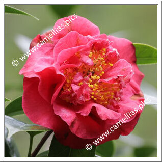 Camellia Hybrid 'Dame Silvia'