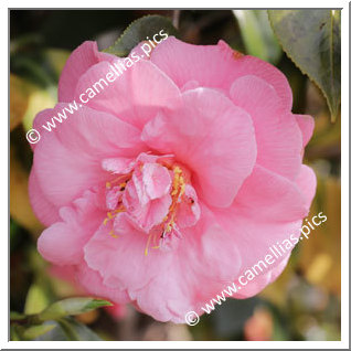 Camellia Japonica 'Dazzle'