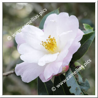 Camellia Hybrid C.reticulata 'Fair Lass'