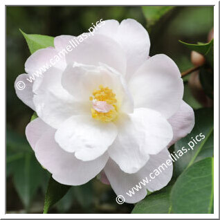 Camellia Hybrid C.reticulata 'Fair Lass'