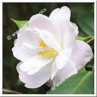 Camellia Hybrid C.reticulata 'Fair Lass'