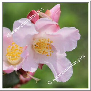 Camellia Hybride 'Fairy Blush'