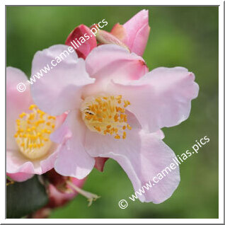 Camellia Hybrid 'Fairy Blush'