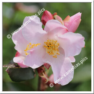 Camellia Hybride 'Fairy Blush'