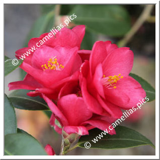 Camellia Hybrid 'Fairy Wand'