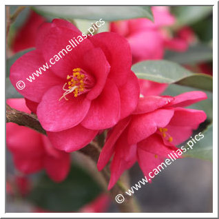 Camellia Hybride 'Fairy Wand'