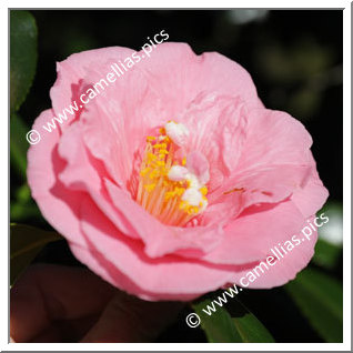 Camellia Japonica 'Fashionata'