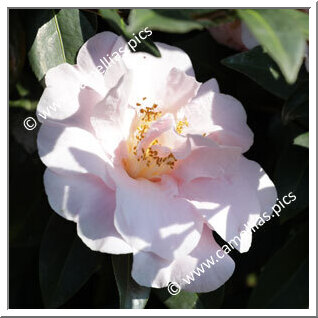 Camellia Hybrid C.x williamsii 'Felice Harris'