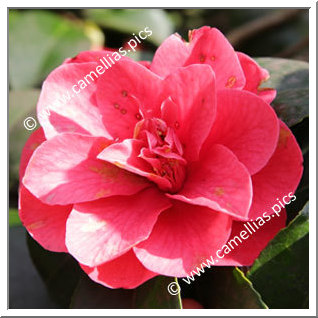 Camellia Japonica 'Feodora '