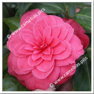 Camellia Japonica 'Festiva'