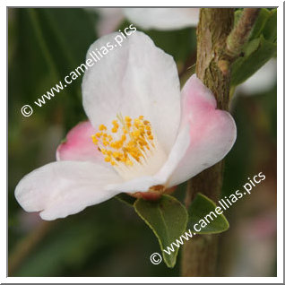 Camellia Hybrid 'Festival of Lights'