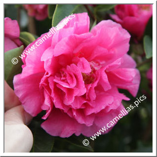 Camellia Hybrid C.reticulata  'Fiesta Grande'