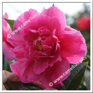 Camellia Hybride C.reticulata 'Fiesta Grande'