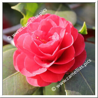 Camellia Japonica 'Fir Cone'